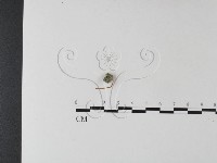 登錄號:F0025447藏品圖，第1張