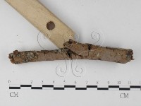 刺革菌屬藏品圖，第4張