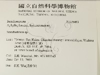 齒耳菌屬藏品圖，第2張