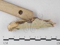齒耳菌屬藏品圖，第3張