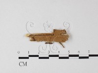 登錄號:F0025456藏品圖，第1張