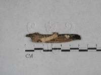 登錄號:F0025458藏品圖，第1張