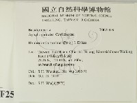 冇骨消絲齒菌藏品圖，第2張