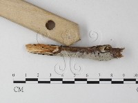 登錄號:F0025461藏品圖，第3張