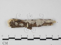 登錄號:F0025462藏品圖，第1張
