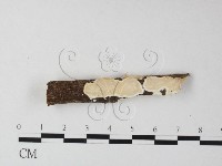 骨皮菌屬藏品圖，第1張