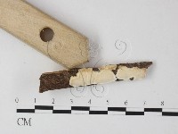 骨皮菌屬藏品圖，第3張