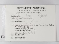 齒耳菌屬藏品圖，第2張