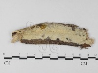登錄號:F0025468藏品圖，第1張