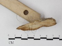 多年臥孔菌屬藏品圖，第3張