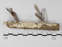 登錄號:F0025473藏品圖，第1張