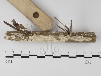 登錄號:F0025473藏品圖，第3張