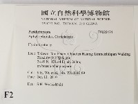 絲齒菌屬藏品圖，第2張