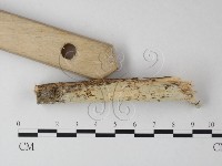 絲齒菌屬藏品圖，第3張