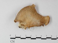 登錄號:F0025475藏品圖，第1張