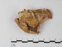 登錄號:F0025475藏品圖，第3張