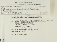 燈籠囊擬射脈菌藏品圖，第2張