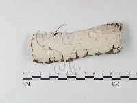 燈籠囊擬射脈菌藏品圖，第1張