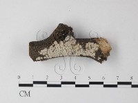 筍殼菌屬藏品圖，第1張