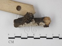 筍殼菌屬藏品圖，第3張