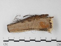 登錄號:F0025483藏品圖，第3張