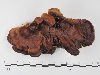 黄柄小孔菌藏品圖，第1張