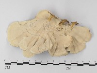 黄柄小孔菌藏品圖，第3張