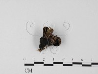 登錄號:F0025490藏品圖，第3張