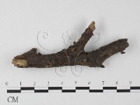 登錄號:F0025495藏品圖，第1張