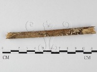 登錄號:F0025496藏品圖，第1張