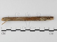 登錄號:F0025496藏品圖，第3張