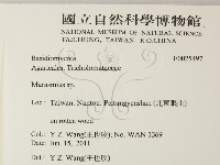 小皮傘屬藏品圖，第2張