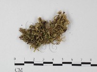 小皮傘屬藏品圖，第1張