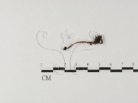 登錄號:F0025499藏品圖，第3張