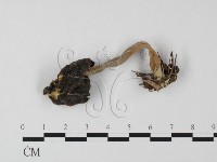 登錄號:F0025501藏品圖，第1張