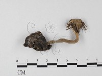 登錄號:F0025501藏品圖，第3張