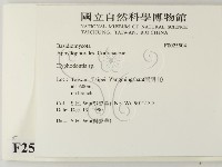 絲齒菌屬藏品圖，第2張