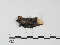 登錄號:F0025505藏品圖，第1張
