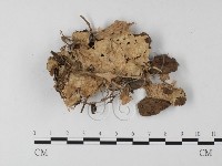 齒耳菌屬藏品圖，第1張