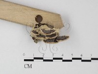 登錄號:F0025510藏品圖，第3張