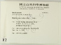 冇骨消絲齒菌藏品圖，第2張