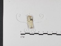 冇骨消絲齒菌藏品圖，第1張