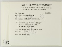 冇骨消絲齒菌藏品圖，第2張