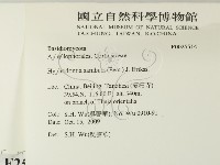 冇骨消絲齒菌藏品圖，第2張