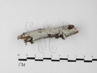 冇骨消絲齒菌藏品圖，第1張