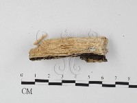 登錄號:F0025516藏品圖，第3張