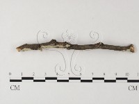 登錄號:F0025517藏品圖，第3張