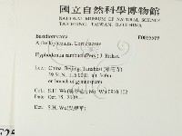 冇骨消絲齒菌藏品圖，第2張