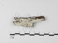 冇骨消絲齒菌藏品圖，第1張