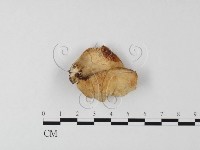 登錄號:F0025521藏品圖，第1張